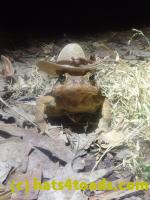 /home//u458753944/public_html/sourcegallery//Roxborough Toad Detour/2026/2026-03-11/P3111571.JPG